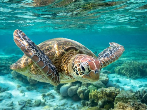 virtualni-reallita-turtle-island